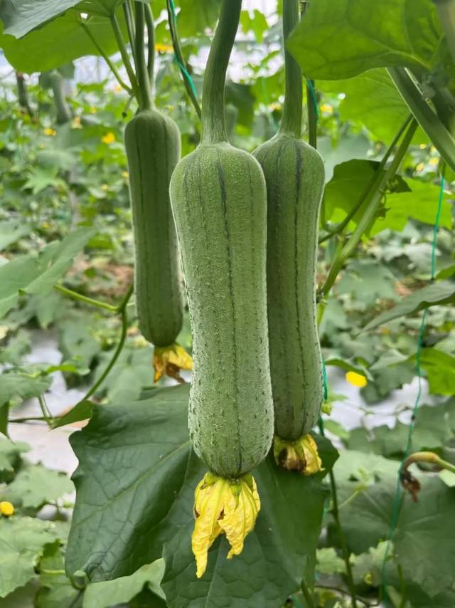 现摘香丝瓜 2根/份